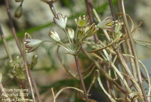 Allium tardans