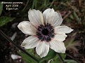 Anemone pavonina (white form)