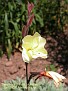 Oenothera stricta sulphurea