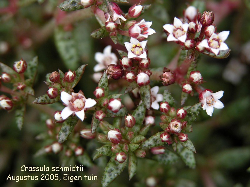 Crassula exilis ssp. schmidtii