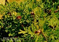 Paeonia californica