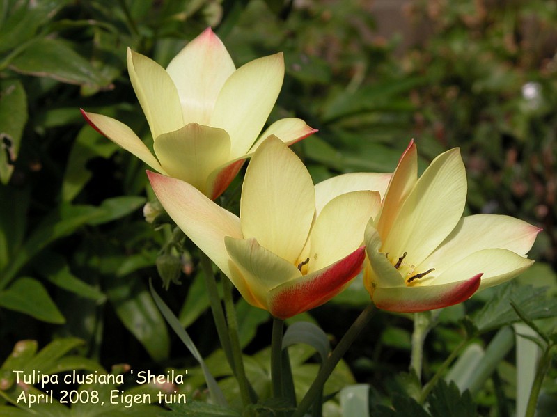 Tulipa clusiana f. diniae 'Sheila'