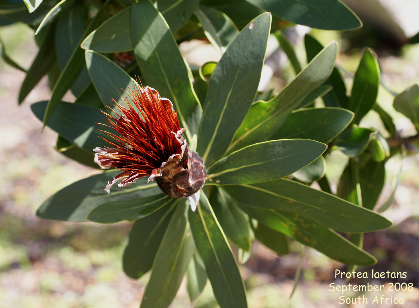 kerassentials south africa