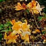 Rhododendron 'Knaphill Apricot'