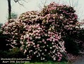 Rhododendron 'Pulcherrimum'