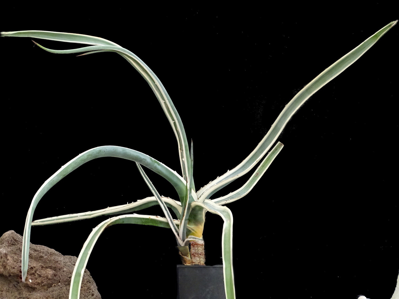 Photo: Agave difformis fa. marginata Alba | Agave variegate album | Cok  Grootscholten Succulent World ..