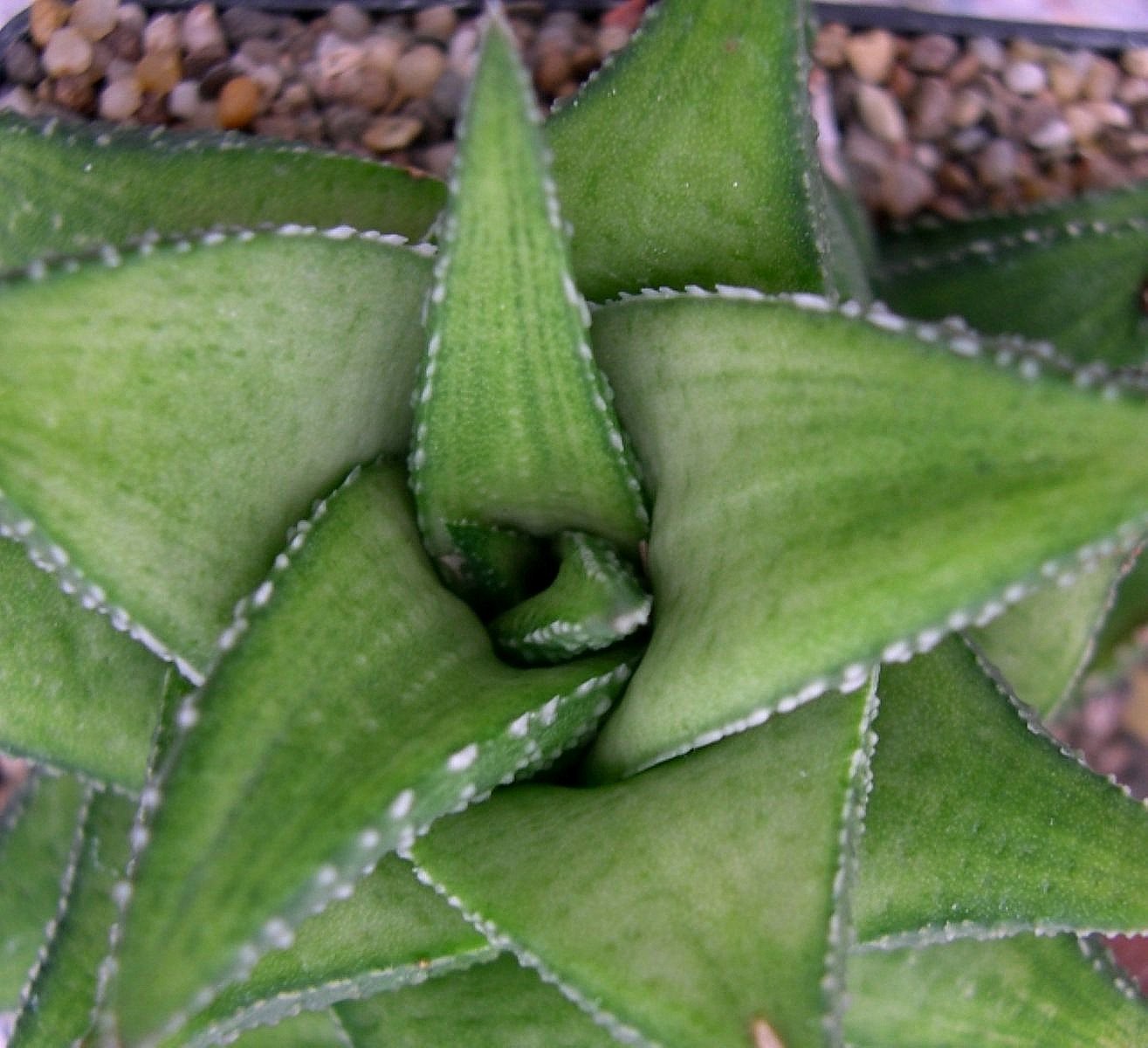 Haworthia Tessellata main image 1