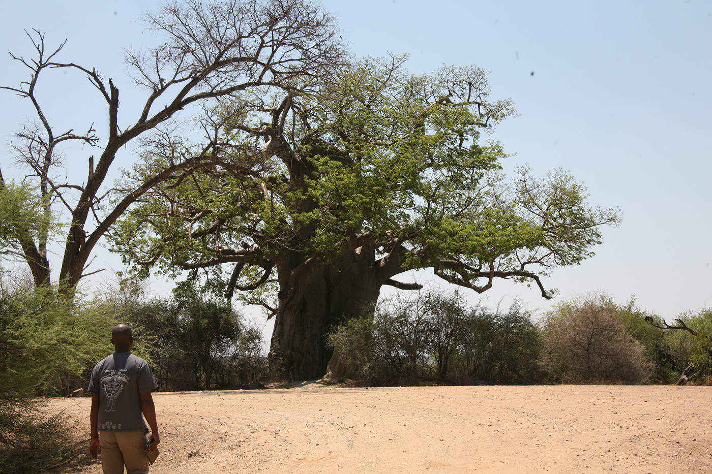 Photo 195 Namibia Mahangu National Park On Caprivi Strip Baobab Tree Is Known As Tree Of Life 15 04 Oct Namibia Caprivi Strip And Botswana Album Mamodrick