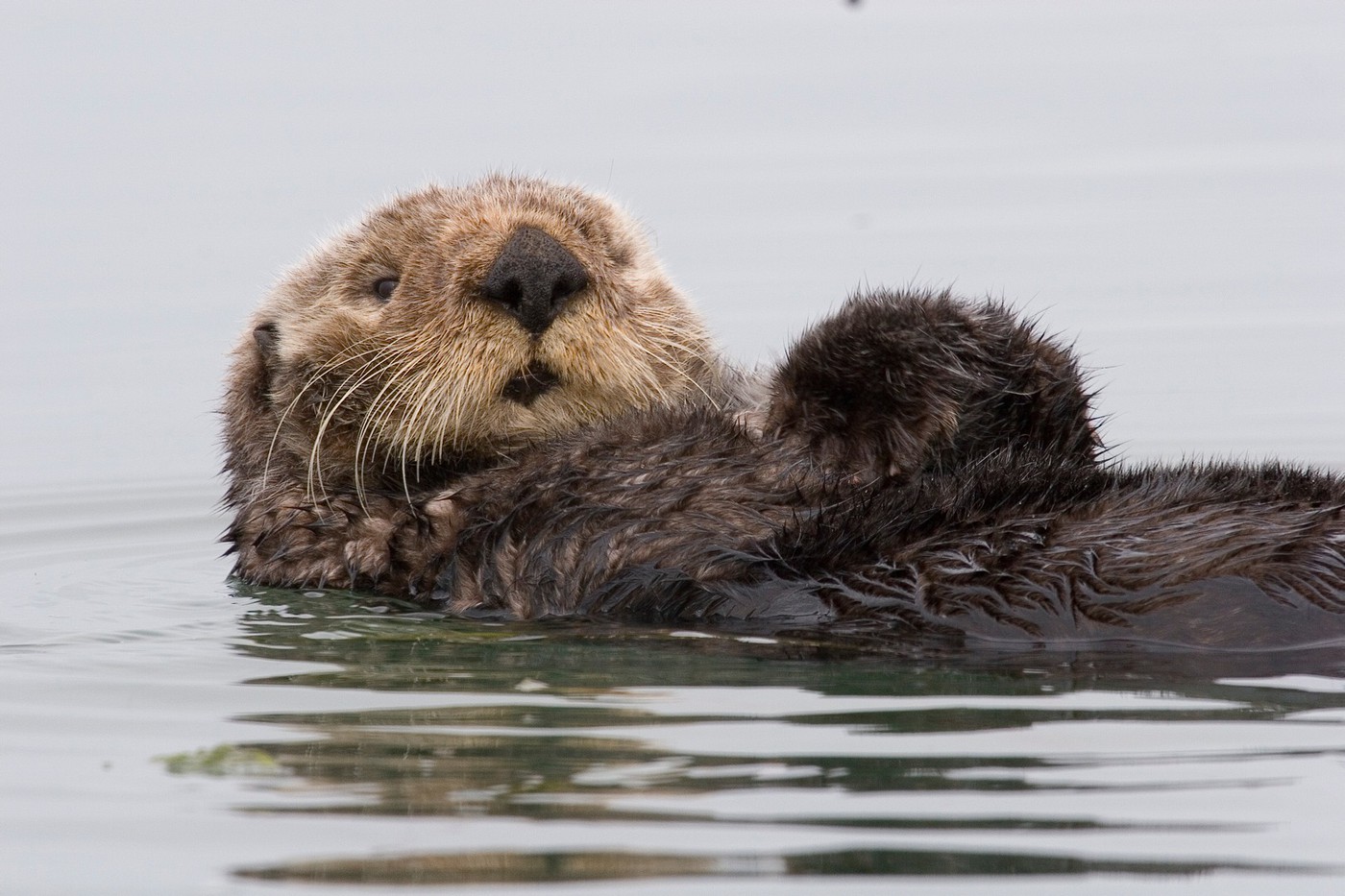 Photo: endangered species-conservation status-iucn red list-sea otter