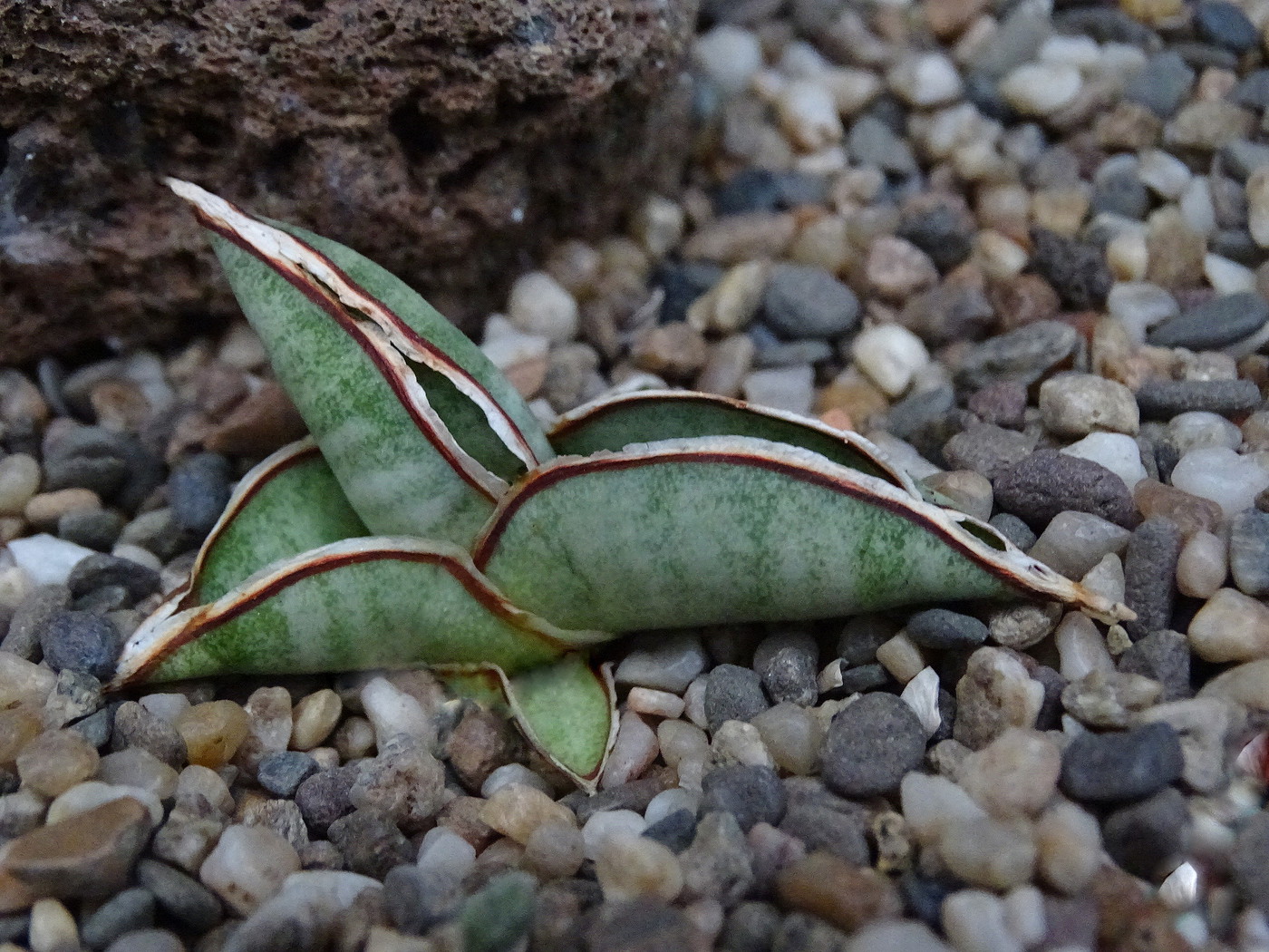 Photo Sansevieria eilensis Sansevieria. album Cok Grootscholten