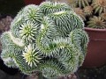 Euphorbia suzannae variegata