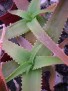 Aloe bulbifera v. pauliana