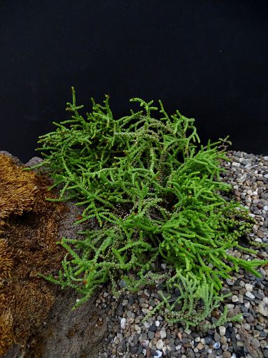 Crassula muscosa v. obtusifolia