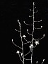 Eriospermum cooperi Spitskop