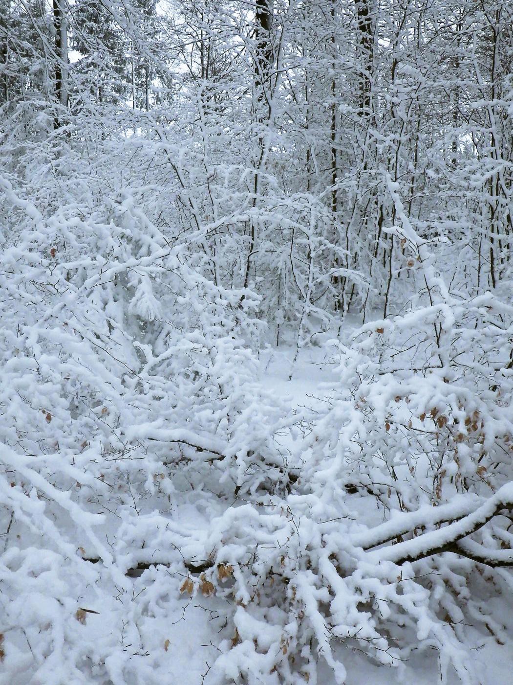 Reiner Wald im April