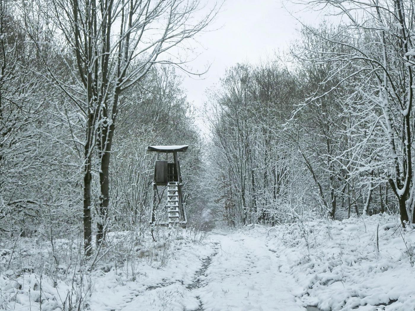 Im Reiner Wald