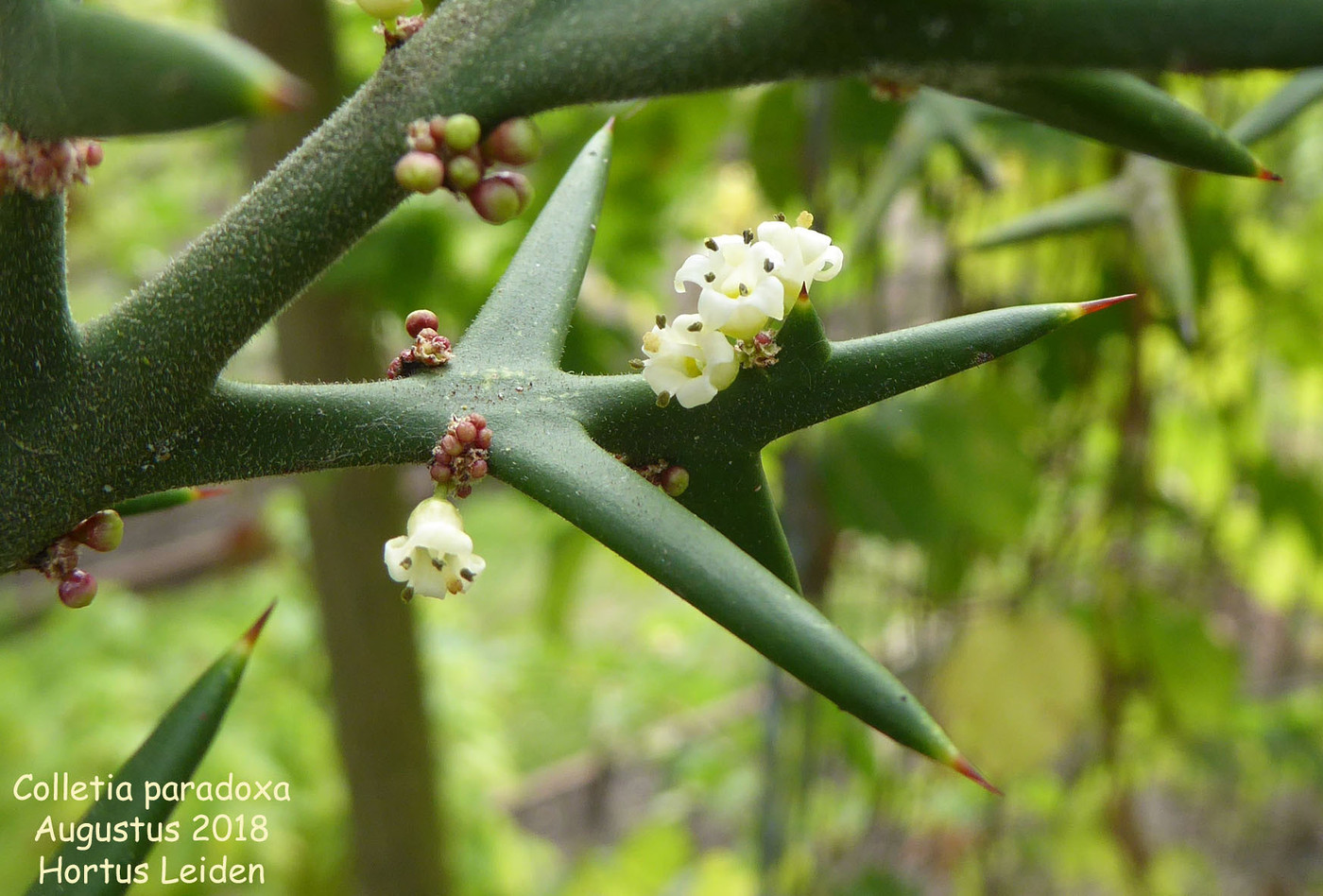 Colletia paradoxa