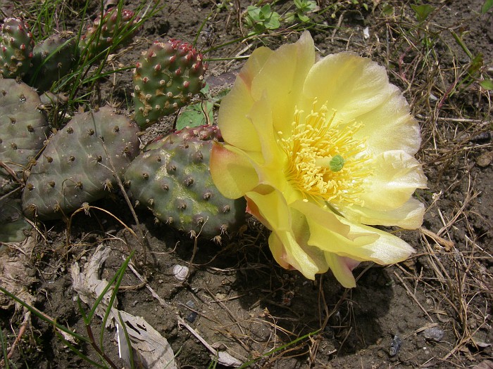 Photo: Opuntia Debreczyi Cv (donné Pour Fragilis Cv Freiburg H4 