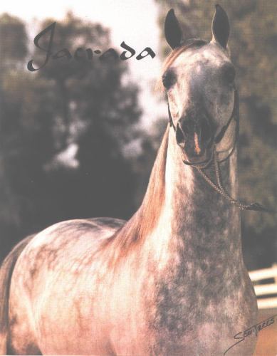 Photo: JACRADA #153708 (Gai Parada++ x Suja, by Farlowa