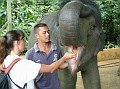 Shelling Feeding Elephant
