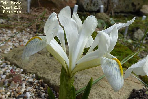 Iris histrioides 'Finola'