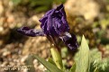 Iris lutescens campbellii