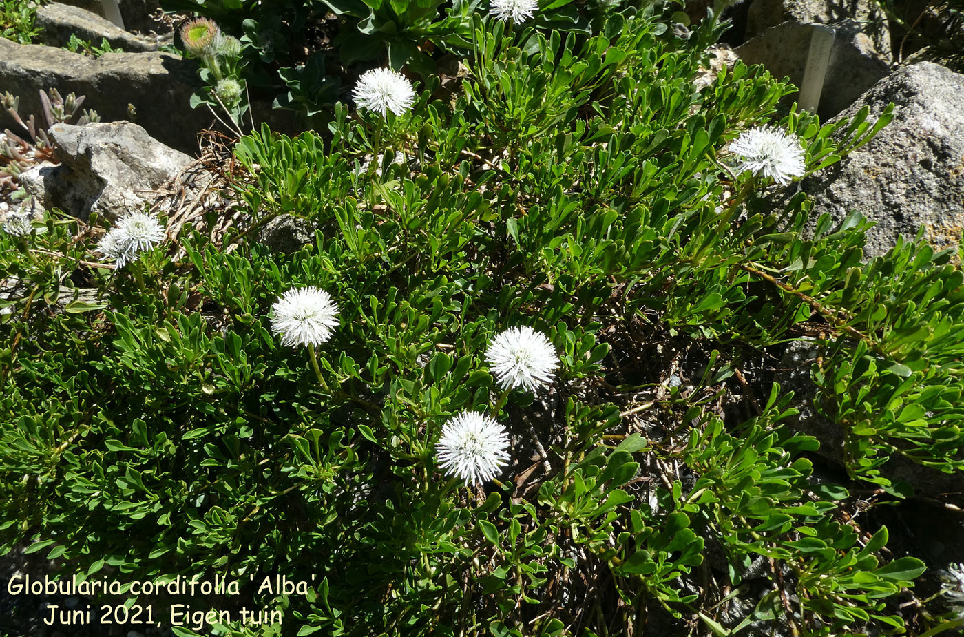 Globularia cordifolia 'Alba'