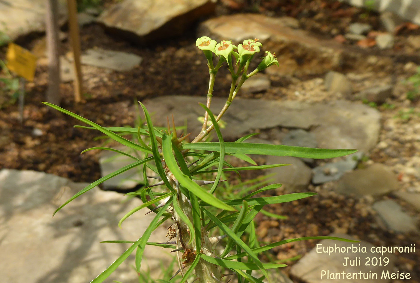 Euphorbia capuronii