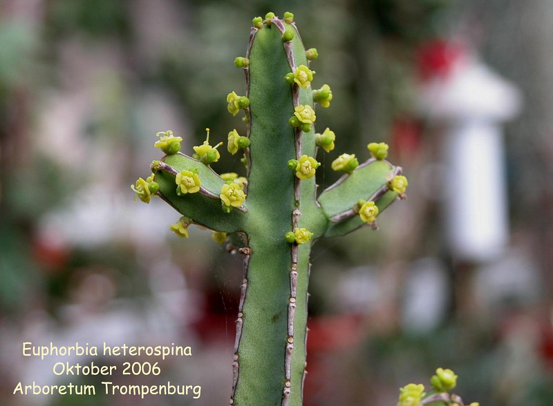 Euphorbia heterospina