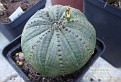 Euphorbia obesa ssp. symmetrica