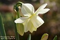 Narcissus 'Ice Wings’