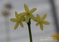 Primula szechuanica