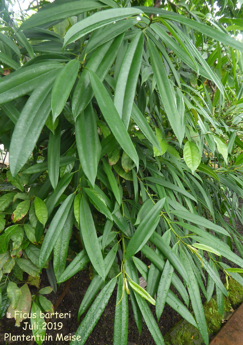 Ficus barteri