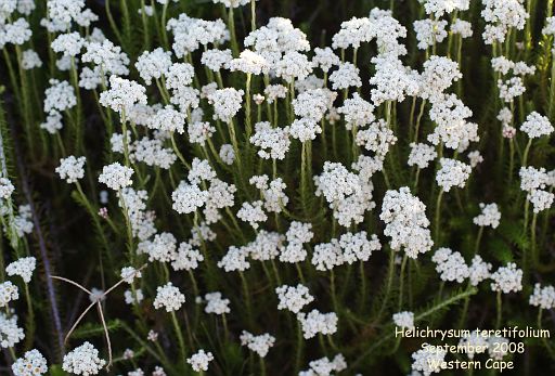 Helichrysum teretifolium