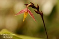 Bulbophyllum andreeae