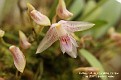 Bulbophyllum infundibuliforme
