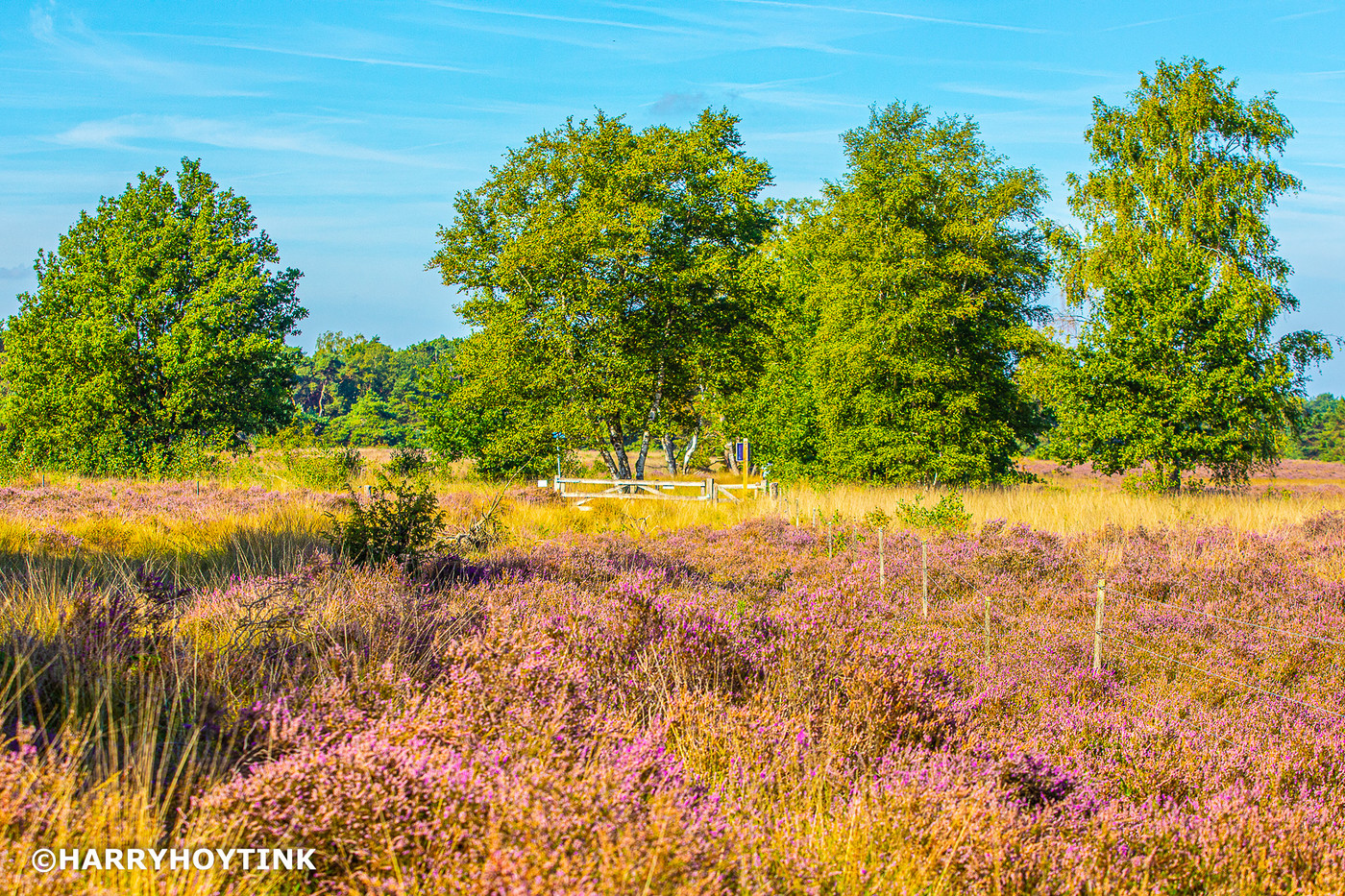 Photo: 16A7203-1 | Buurse Zand met bloeiende heide 2022 album ...