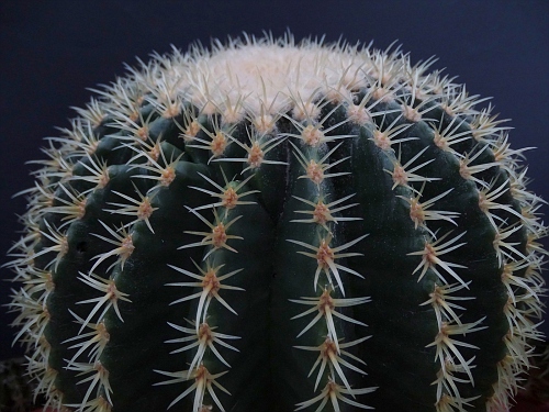 Echinocactus grusonii v. intermedius