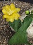 Opuntia brasiliensis