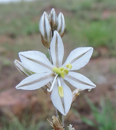 093 Chlorophytum sp. on Monte Ponduine, close to Namaacha, southern Mozambique-.jpg