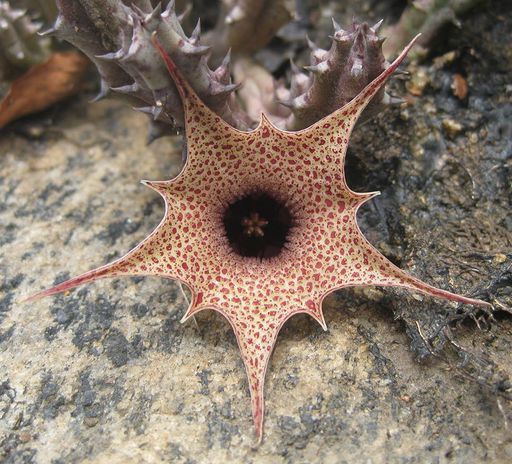 146 Huernia hislopii from cabeca do velho mountain close to Chimoio town in Manica province