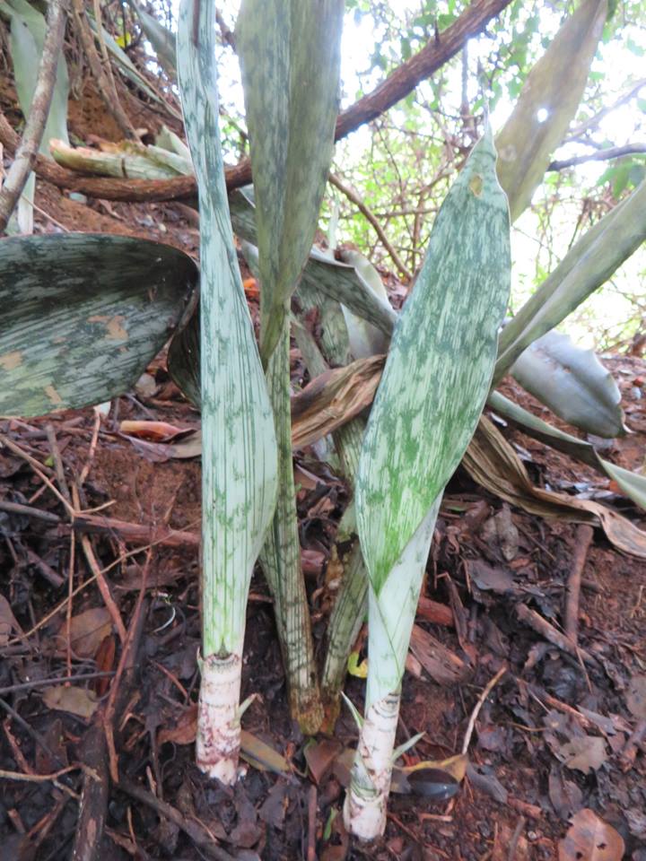 Photo: s Sansevieria sp. Pemba Cabo-Delgado prov. N Photo: s Sansevieria sp. Pemba Cabo-Delgado prov. N