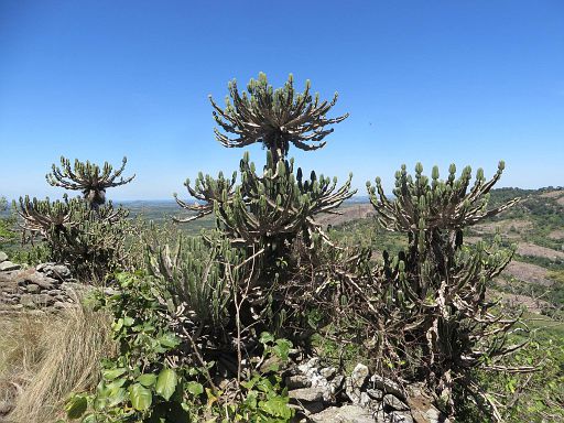 115 Euphorbia cooperi from Mrwere mountain in Manica province center of Mozambique.jpg
