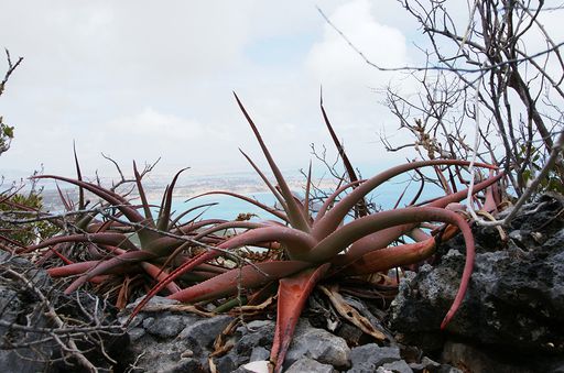 148 Aloe suarezensis Montagne des Francais Diego Suarez