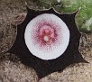 Huernia oculata
