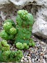 Euphorbia ferox crest monstruose
