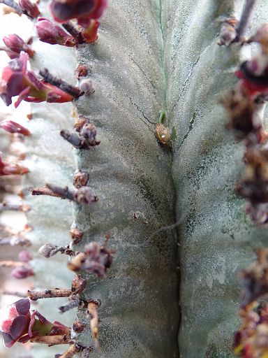 Euphorbia horrida v. striata + Viscum minimum start to grow,
