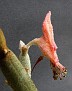 Pedilanthus macrocarpus

