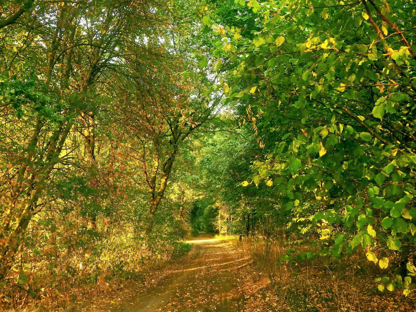 Abendsonne im Wald