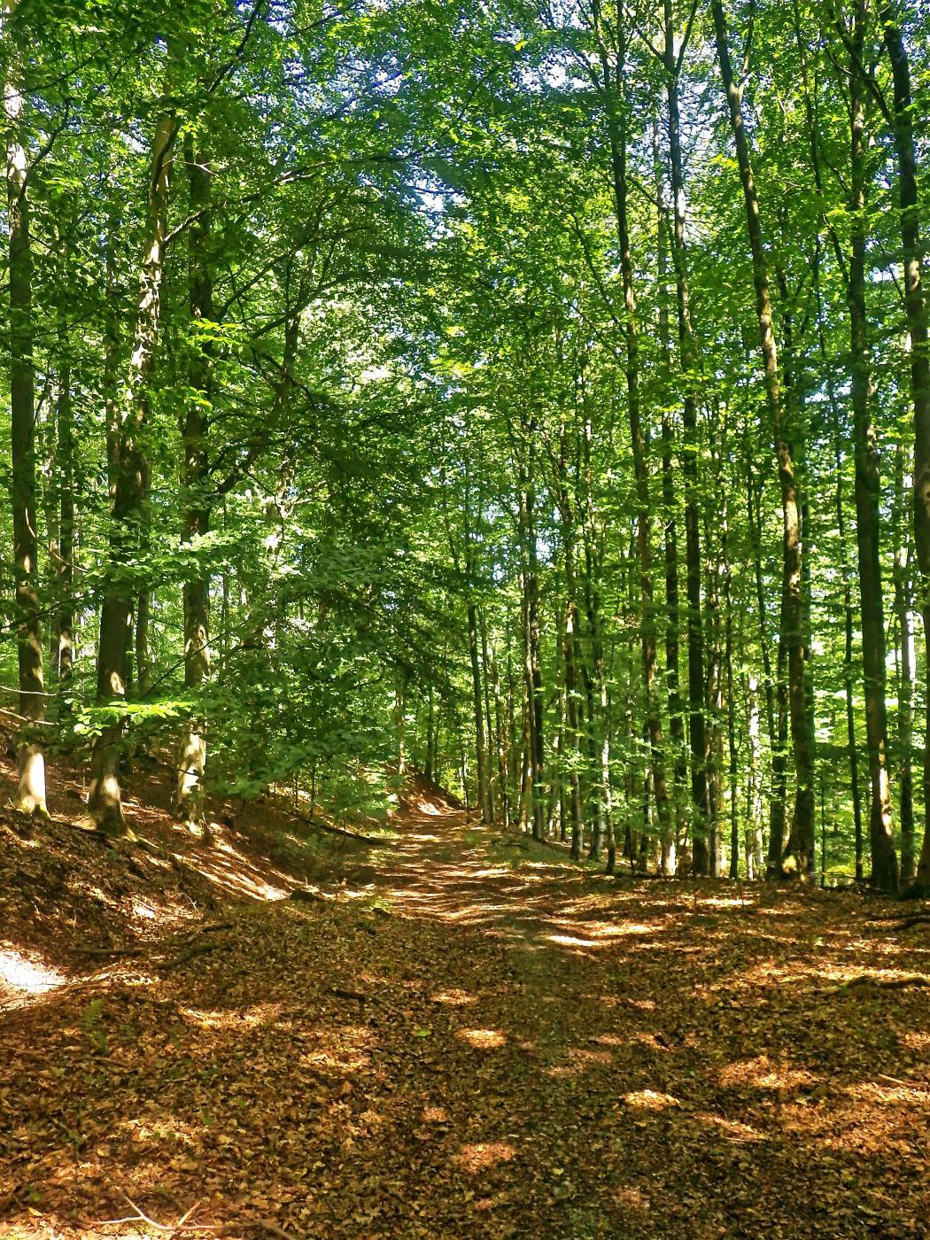 Schwalenberger Wald